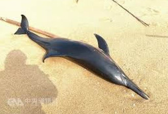 罕见海豚搁浅金门海滩死亡  原因不明