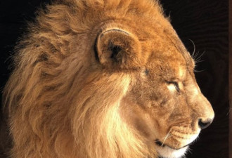 惨！北卡野生动物园狮子逃出 咬死22岁女见习生