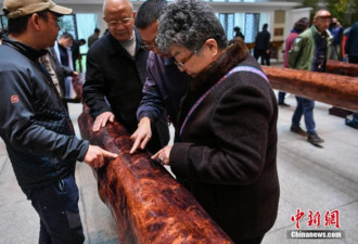 巨型海南黄花梨圆木亮相昆明引围观