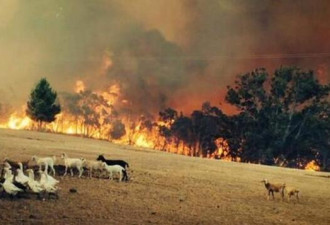 澳大利亚山火失控向城市蔓延 引发航班混乱