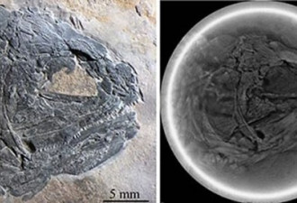 云南发现新化石 2亿年前三叠复兴鱼现形