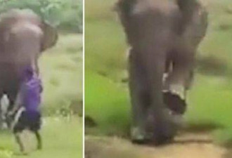 斯里兰卡男子试图催眠大象 遭大象踩踏身亡