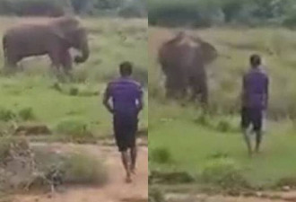 斯里兰卡男子试图催眠大象 遭大象踩踏身亡