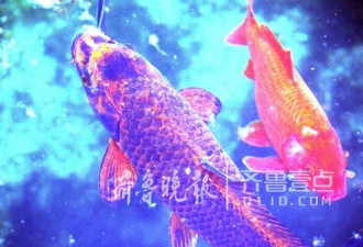 济南百脉泉现虎头锦鲤 面相凶恶成鱼王