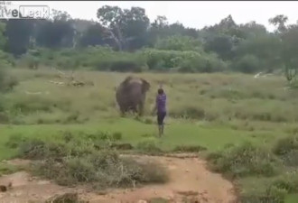 酒醉男到大象面前挑衅，下一秒遭大象踩死