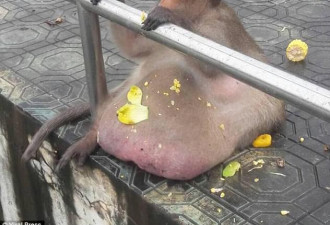 你没看错，这真是只猴子！大腹便便如怀孕