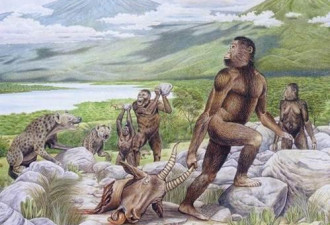 为么古猿能进化成人，而现代的类人猿却不会？