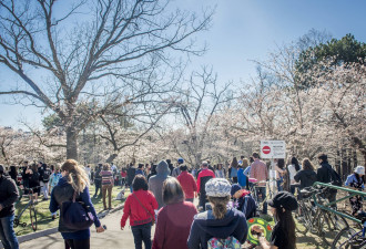 樱花开了！High Park 秒变国内黄金周旅游景点