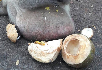 因游客投喂甜食 这只猕猴大腹便便如怀孕