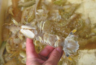 遭人为注胶?皮皮虾喊冤：那是我的虾黄、虾膏