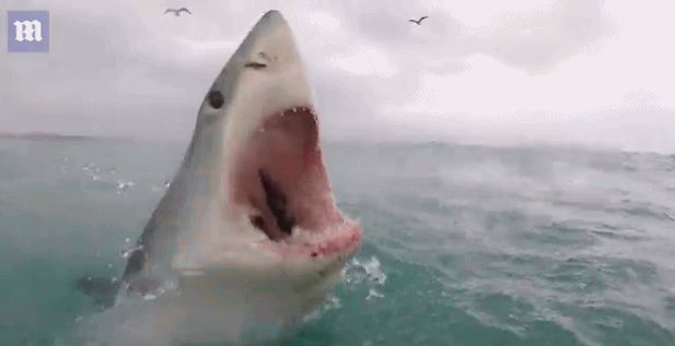 近距离拍摄大白鲨血盆大口：牙齿巨大而尖利