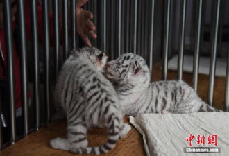 重庆动物园白虎首次产仔生龙凤胎 靠吃狗奶成活