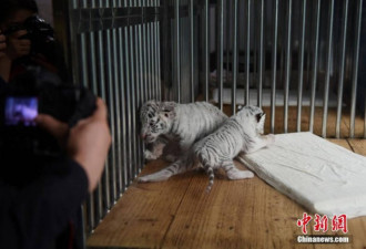 重庆动物园白虎首次产仔生龙凤胎 靠吃狗奶成活