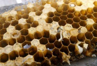 这种小虫虫将拯救世界：吃进塑料袋 拉出防冻液