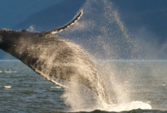 加拿大 BC 省沿岸座头鲸数量大幅回升
