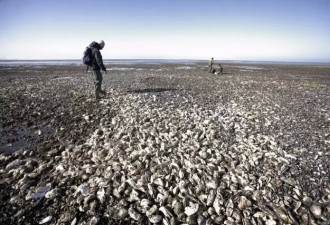 丹麦生蚝泛滥求助 中国吃货:吃成珍稀还是濒危?