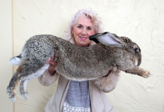 “世界最大兔子”登上美联航 诡异死亡