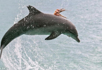把天敌当坐骑:机智章鱼为避免被吃紧贴海豚背上