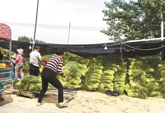 河南多地蒜薹价格暴跌滞销 蒜农遭遇“蒜你完”
