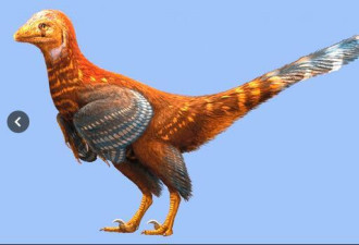 中国东北发现新型有羽恐龙化石 体态特征似鸟类