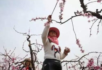 假如蜜蜂灭绝，人类只能活四年?并非耸人听闻