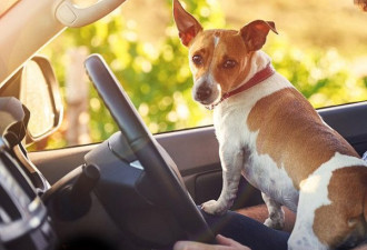 动物爱好者注意！开车时宠物不固定或被重罚！