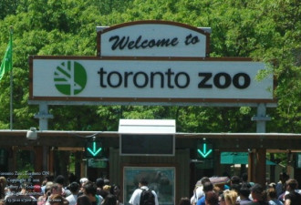 多伦多动物园500雇员下周四或开始罢工