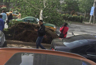 北京大风起!多条干道树被刮倒 严重拥堵