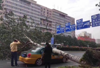 北京大风起!多条干道树被刮倒 严重拥堵