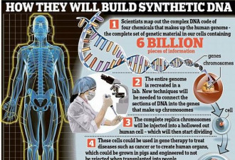 科学家称5年内合成DNA:“定制婴儿”或成真