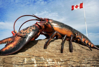 加拿大龙虾今年贵爆了，好在还有中国人..