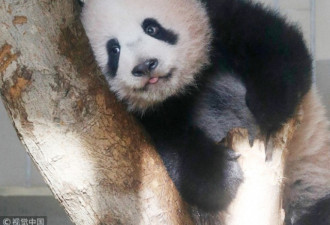熊猫香香今年就要归还中国了 日本想延期