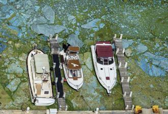 生态危机：美国水域遭到藻类毁灭性攻击