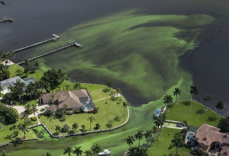生态危机：美国水域遭到藻类毁灭性攻击