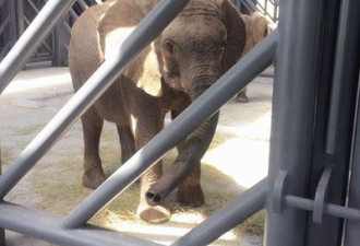 北京引进12只非洲象 取名“招财、进宝、玉环”