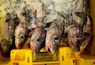 为什么这个加拿大水生动物专家决定不再吃鱼？