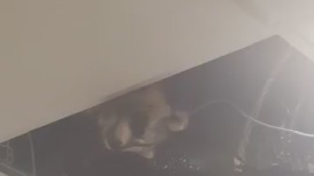 Raccoon