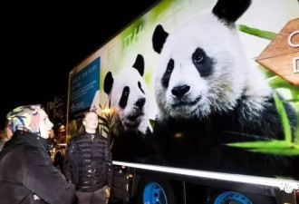 养不起熊猫!老人怒告政府,芬兰的熊猫梦悬了!