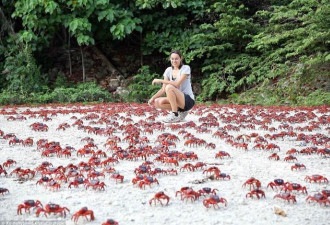 狐狸村 兔子岛 这些地方被动物“侵占”