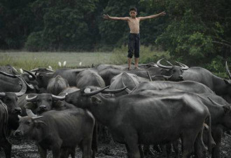 马来西亚少年与水牛组照 获亚洲年度摄影师奖