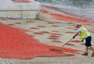 中国吃货又有福！美国海岸遭无数小龙虾入侵