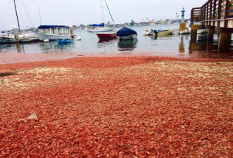 中国吃货又有福！美国海岸遭无数小龙虾入侵