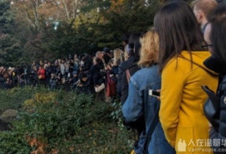 Deer Lake被挤爆 美国网红鸭现身加拿大BC省