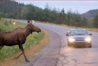 在安省路边撞死鹿能不能带回家吃肉？