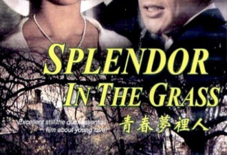 电影 Splendor in the Grass 天涯芳草