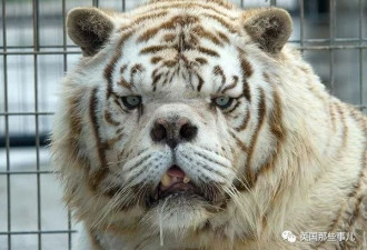 世界最丑白虎的故事终于曝光 满是残酷的血泪