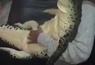 22岁马来西亚女子带1.5米长鳄鱼回家只为自拍