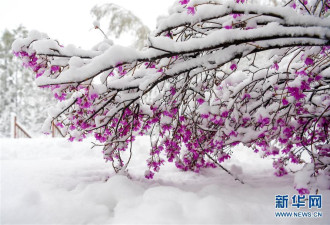 乍暖还寒 中国东北地区立夏下起大雪