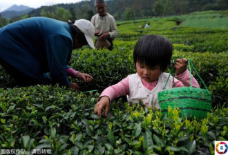 越南妈妈跑了 4岁女童帮爷爷奶奶采茶干活