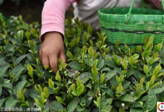 越南妈妈跑了 4岁女童帮爷爷奶奶采茶干活